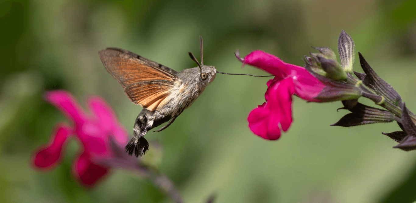 Moth Morning at The Lodge