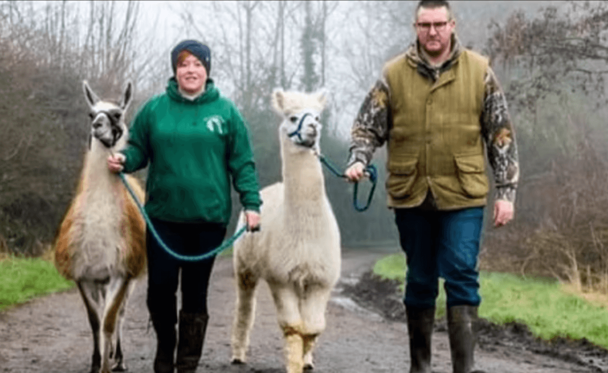 Joe's Alpaca & Llama Walks