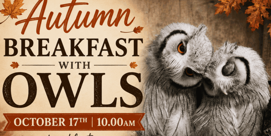 Autumn Breakfast with Owls