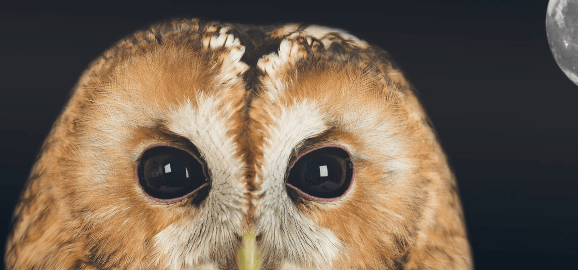 Owl Evening at Baytree Owl and Raptor Centre