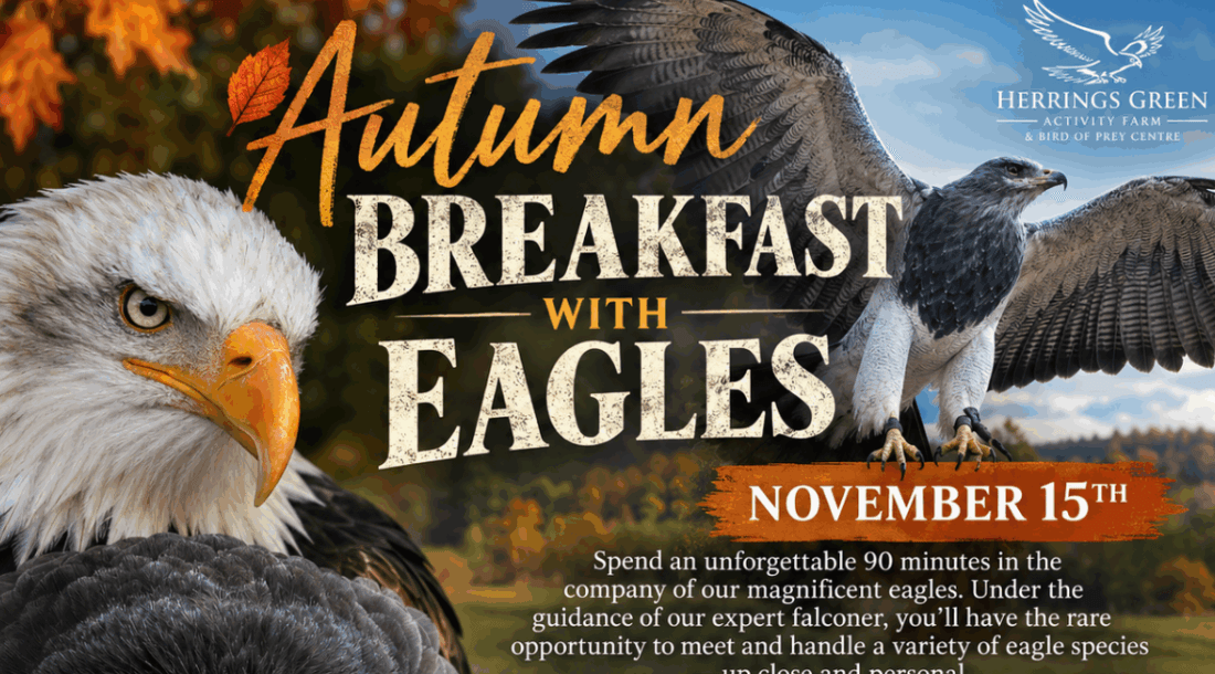 Autumn Breakfast with Eagles