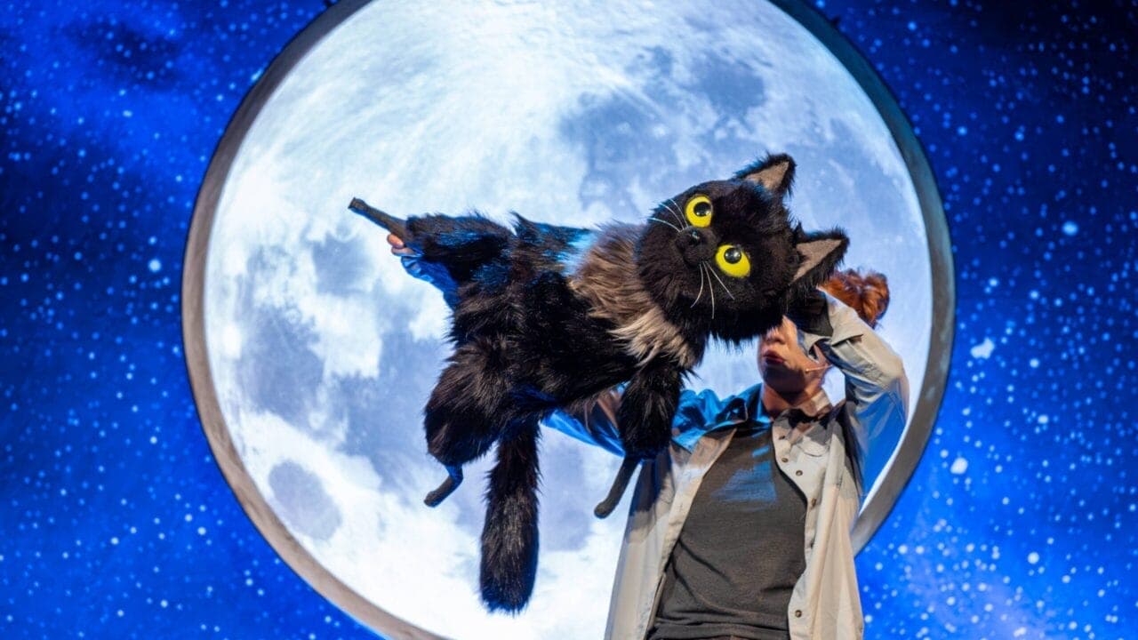 Toto the Ninja Cat